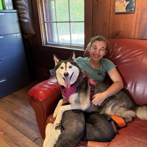 Sugar, Siberian Husky, adult, available for adoption
