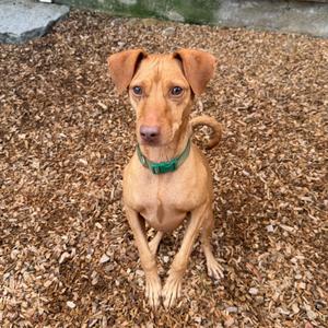 A brown dog with a green collar sitting on wood chips.