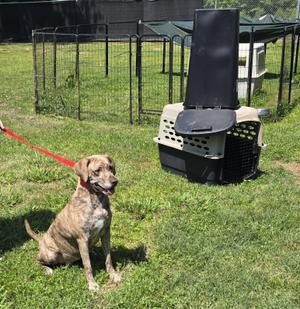 Annie, Labrador Retriever, young, available for adoption
