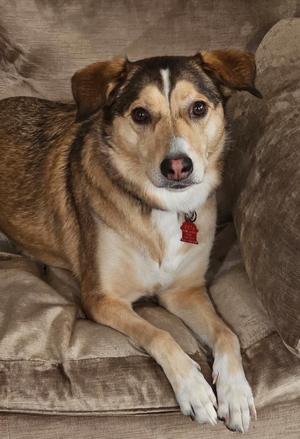 A brown and white dog lying on a couch with a red tag on its collar.