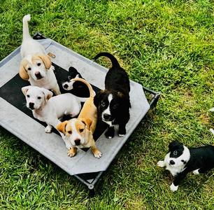 Duncan, Border Collie, puppy, available for adoption