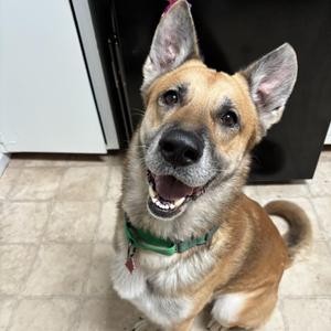 Fritz, Shepherd / Husky, adult, available for adoption