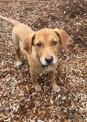 Jill, Beagle / Australian Cattle Dog / Blue Heeler, puppy, available for adoption