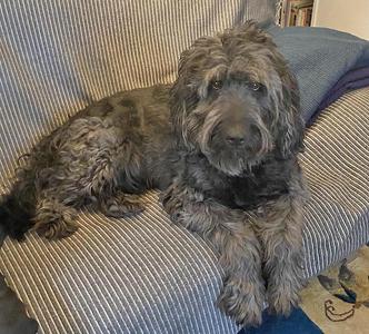 A shaggy dog with dark fur is lying on a striped couch. The dog has a fluffy coat and is looking directly at the camera. The couch has a blue and white striped pattern, and there is a blue blanket draped over the back of the couch.