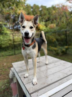 Bagel, Shepherd / Labrador Retriever, young, available for adoption