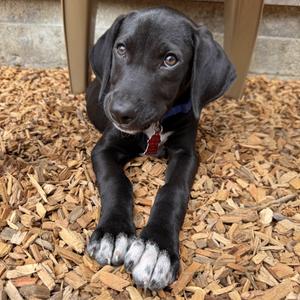 Midnight, Labrador Retriever / German Shorthaired Pointer, puppy, available for adoption