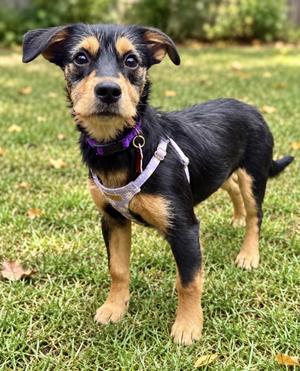 Gracie, Dachshund / Wirehaired Terrier, puppy, available for adoption
