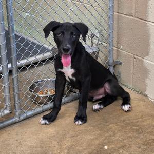 A black puppy with white markings on its chest and paws, sitting in a kennel with a metal food bowl.