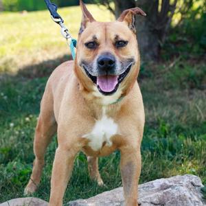 Tater, Mixed Breed (Medium), adult, available for adoption