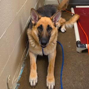 Eleanor, Shepherd, German, adult, available for adoption