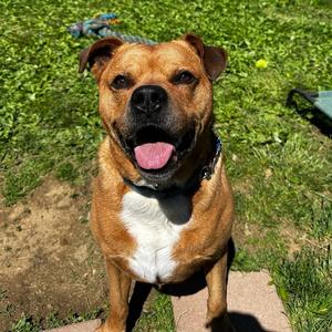 Bubba, Rottweiler, adult, available for adoption
