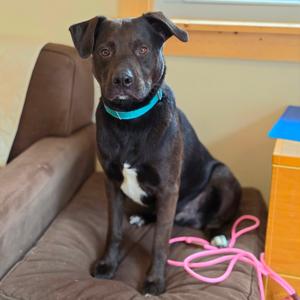 Jeffrey, Retriever, Black Labrador, young, available for adoption
