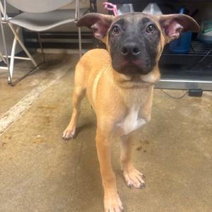 Spruce, Pug, available for adoption
