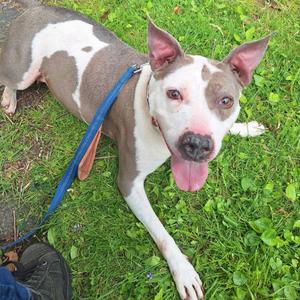 Sisu, Terrier, American Staffordshire, adult, available for adoption