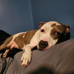 A brown and white dog lying on a gray couch with a blue wall in the background.