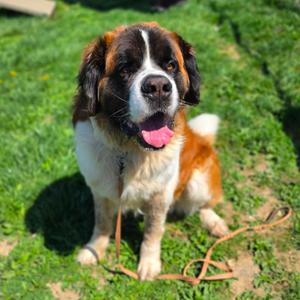 Boog, Saint Bernard, adult, available for adoption