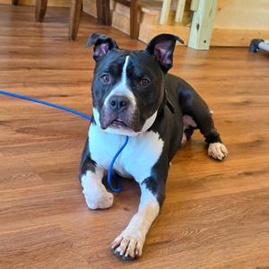 King, Terrier, American Pit Bull, adult, available for adoption