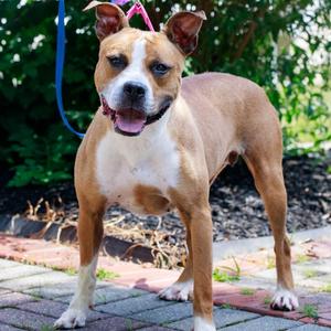 Sketti, Terrier, American Staffordshire, adult, available for adoption