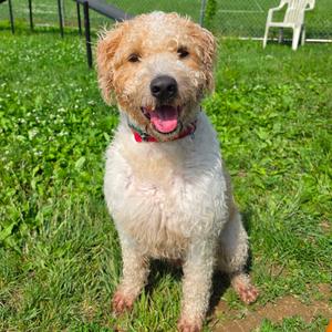 Bentley, Poodle, young, available for adoption
