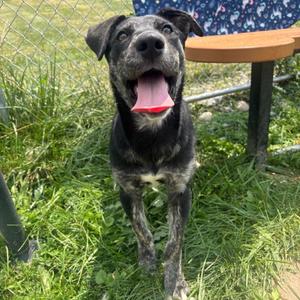 Lola, Retriever, Labrador, available for adoption