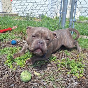 A brindle pit bull dog lying on grass with a tennis ball in front of it and a blue ball and red toy in the background.