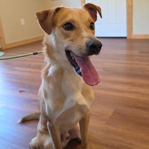 A light brown dog with floppy ears sitting on a wooden floor, its tongue out and looking towards the camera.