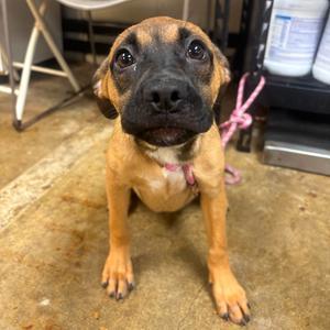 Willow, Pug, available for adoption