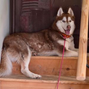 Logan, Husky, young, available for adoption