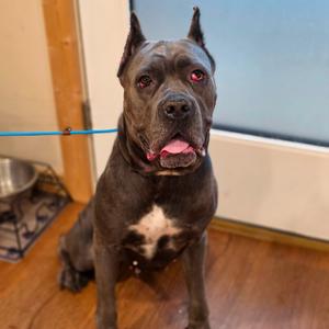 Ororo, Mastiff, Cane Corso, adult, available for adoption