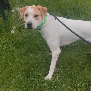 Henny, Pointer, English, young, available for adoption