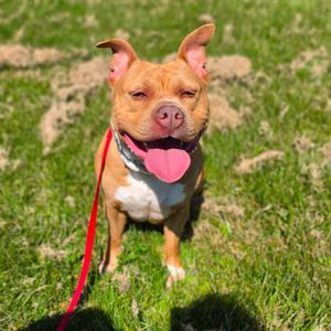 Brigid, Terrier, American Staffordshire, adult, available for adoption