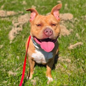 Brigid, Terrier, American Staffordshire, adult, available for adoption