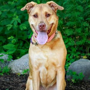 Cinnamon, Retriever, Labrador, adult, available for adoption