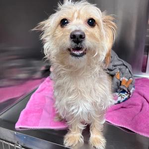 Queenie (Princess), Terrier, Yorkshire, Yorkie, senior, available for adoption