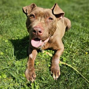 Tiramisu, Terrier, American Staffordshire, senior, available for adoption