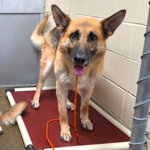 Franklin, Shepherd, German, adult, available for adoption