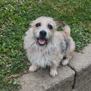 Agnes, Terrier, Cairn, adult, available for adoption