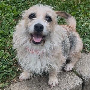 Agnes, Terrier, Cairn, adult, available for adoption