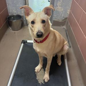 A light-colored dog with a red collar sitting on a black mat in a kennel.