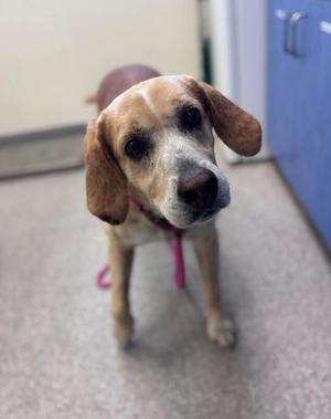 A medium shot of a beagle mix dog with tan and white fur, floppy ears, and a pink collar, looking up at the camera.