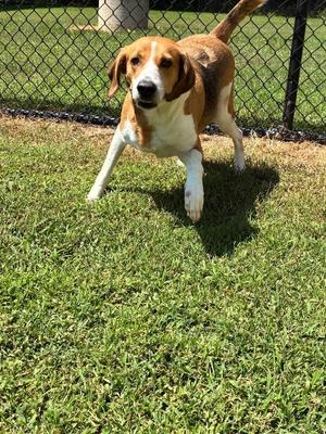 Dixie, Hound / Mixed Breed, adult, available for adoption