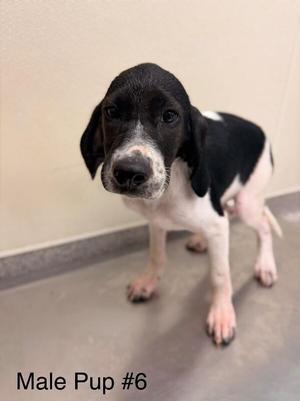 Gunner, Hound, young, available for adoption