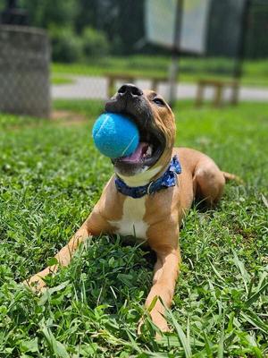Hattie, American Staffordshire Terrier, young, available for adoption