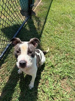 Chevy, American Staffordshire Terrier, adult, available for adoption
