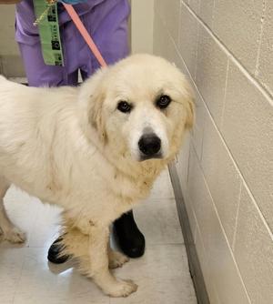 A fluffy white dog standing on a tiled floor, with a person in purple scrubs and black boots in the background.