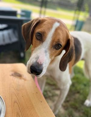 Chuck Norris, Hound, adult, available for adoption