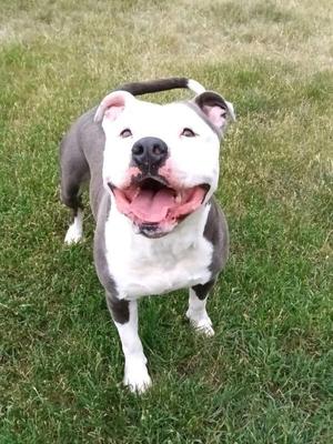Incredible Hulk, American Bulldog / Mixed Breed, adult, available for adoption