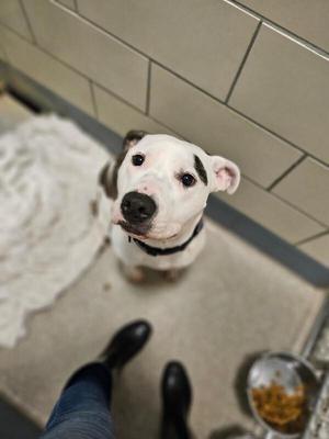 A white pitbull dog with brown markings above its eyes and on its back is looking up at the camera. The dog is wearing a black collar. The dog is sitting next to a fluffy white mat, and a person's legs and feet are visible in the foreground. A metal food bowl filled with kibble is to the right of the dog.