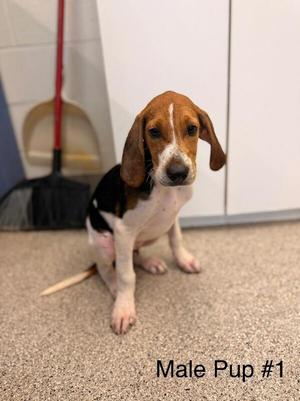 Bandit, Hound, young, available for adoption