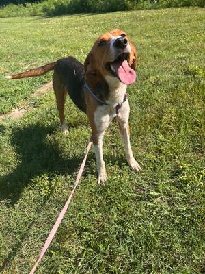 Cardinal, Hound, adult, available for adoption